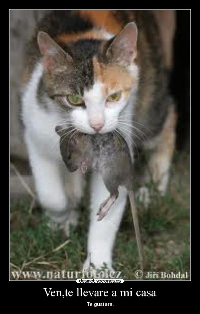 Ven,te llevare a mi casa - 