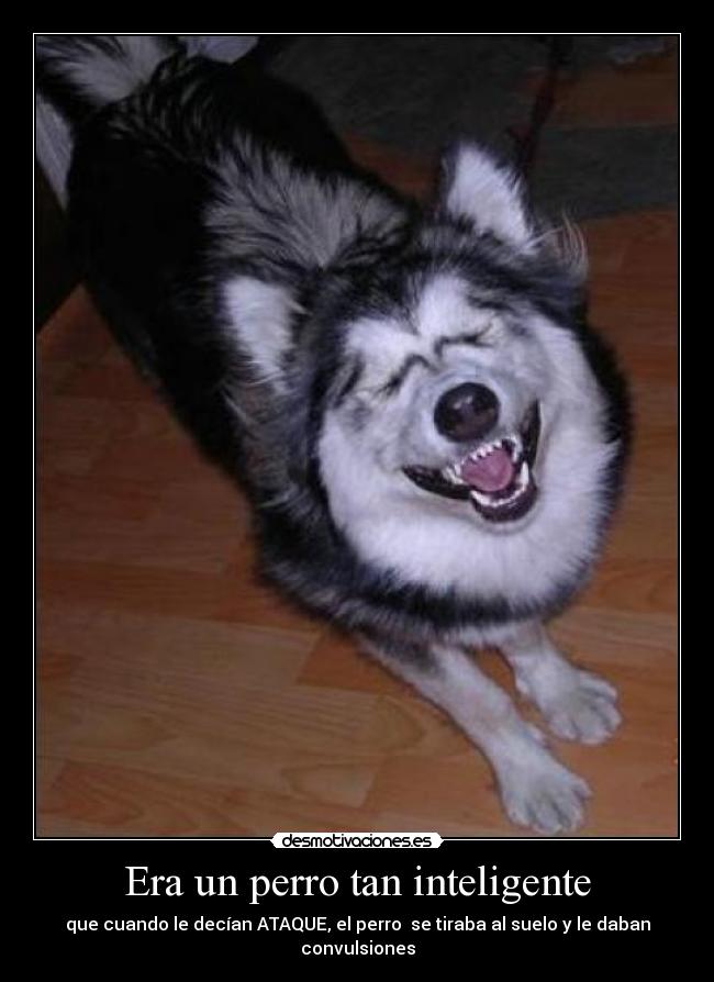 Era un perro tan inteligente - que cuando le decían ATAQUE, el perro se tiraba al suelo y le daban convulsiones