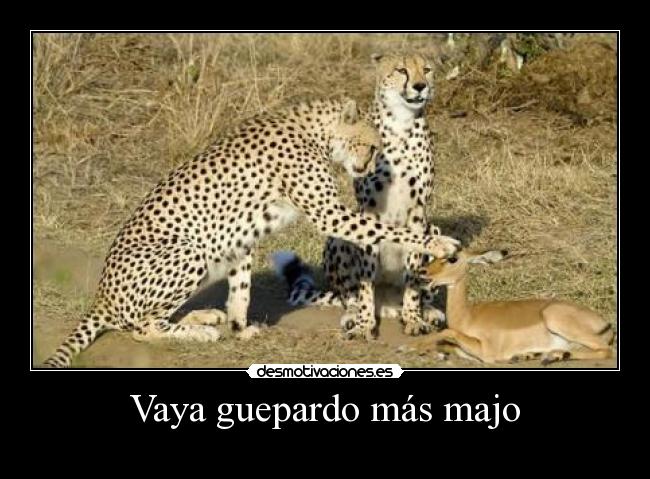 Vaya guepardo más majo -
