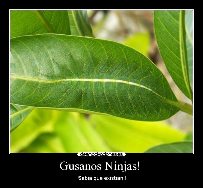 Gusanos Ninjas! - Sabia que existian !