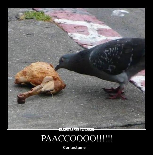 PAACCOOOO!!!!!! -