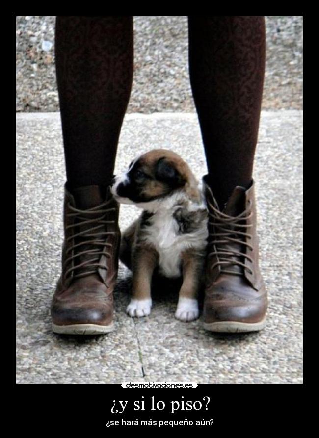 ¿y si lo piso? - 