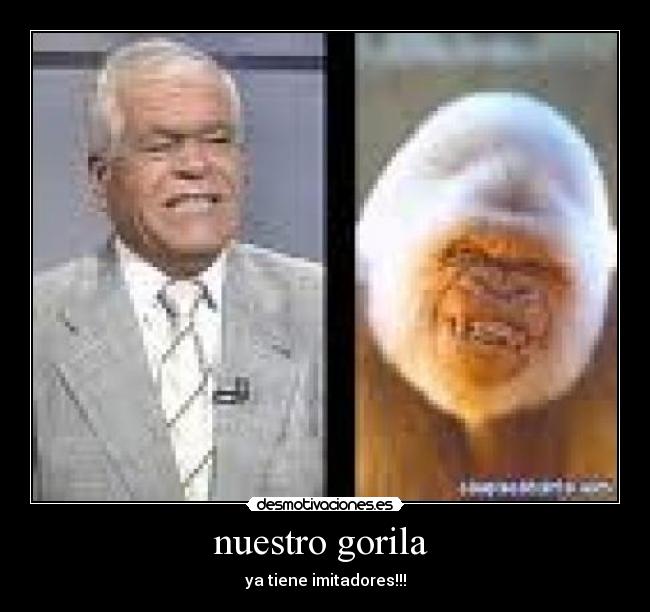 nuestro gorila -