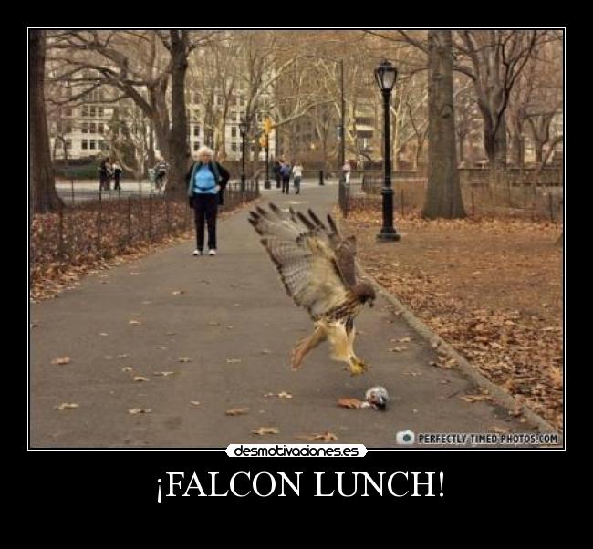 ¡FALCON LUNCH! -