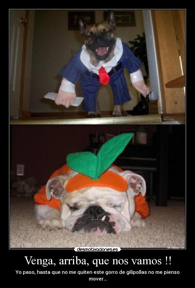 Venga, arriba, que nos vamos !! - Yo paso, hasta que no me quiten este gorro de gilipollas no me pienso mover...