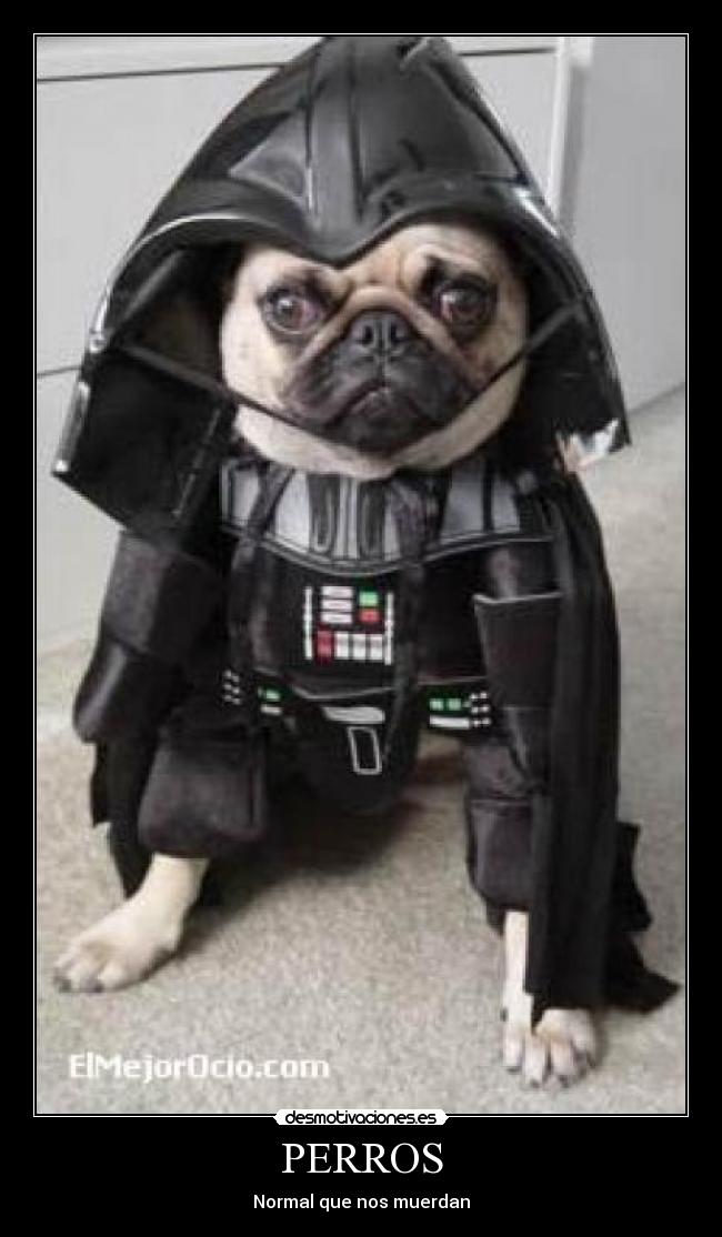 PERROS -