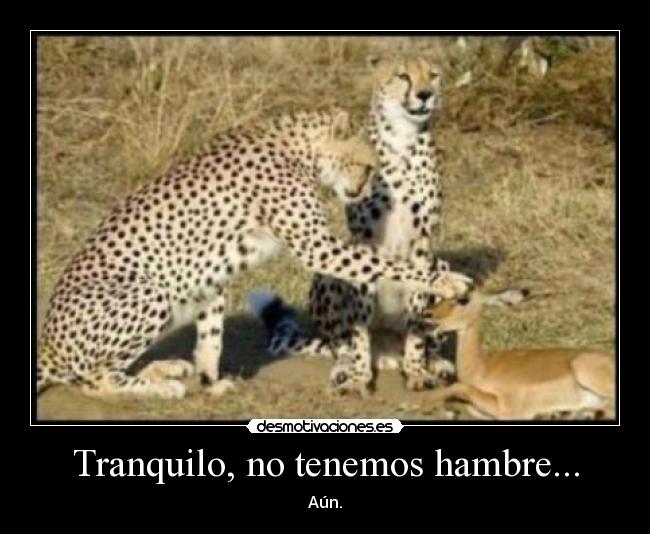 carteles tranquilo tenemos hambre desmotivaciones