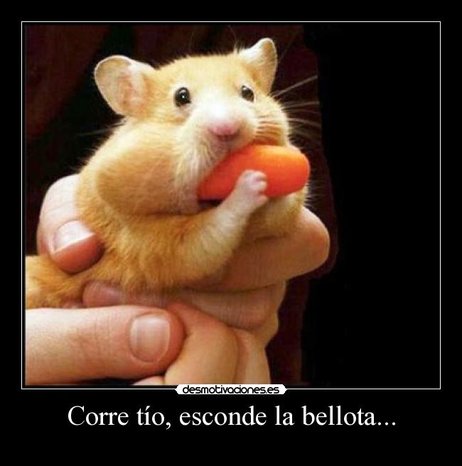 carteles hamster desmotivaciones