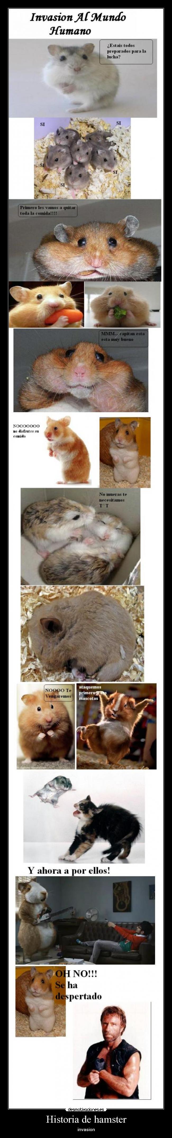 Historia de hamster -