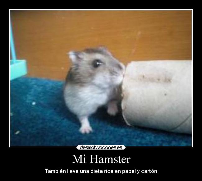 Mi Hamster - También lleva una dieta rica en papel y cartón