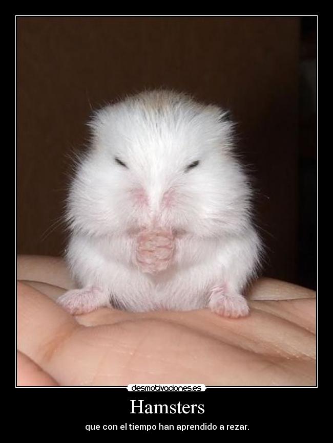 Hamsters -