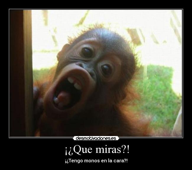 ¡¿Que miras?! - 