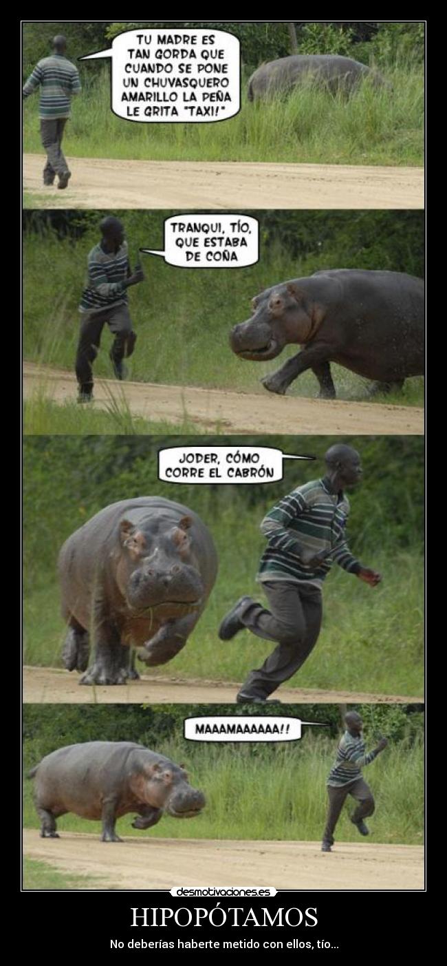 HIPOPÓTAMOS - 