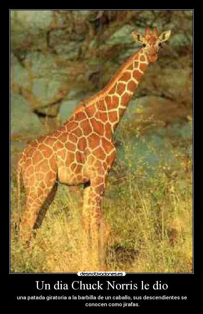 carteles animales desmotivaciones