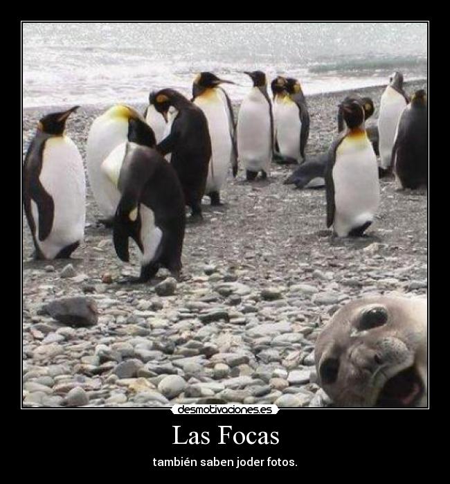 Las Focas - también saben joder fotos.