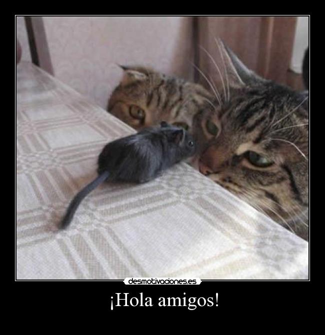 ¡Hola amigos! -