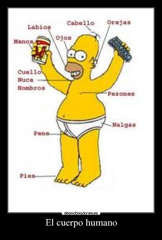 El cuerpo humano -