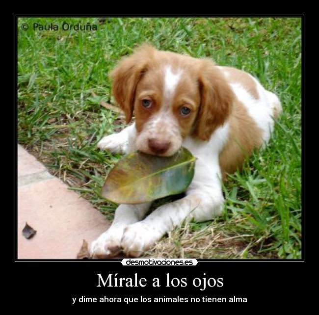 Mírale a los ojos -