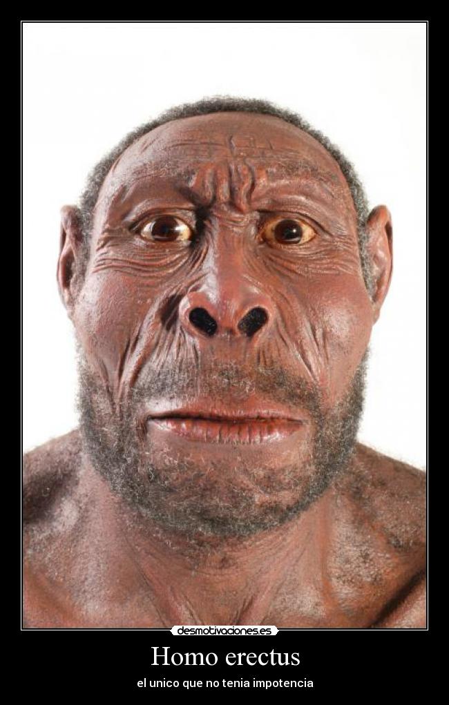 Homo erectus - 