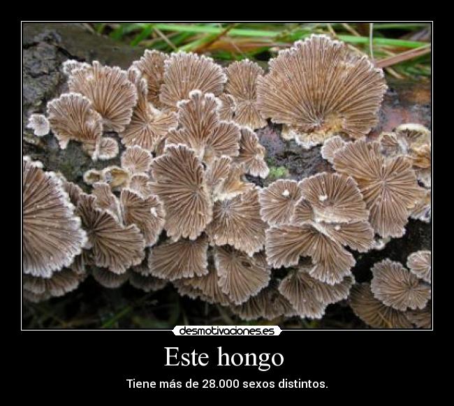 Este hongo  - 