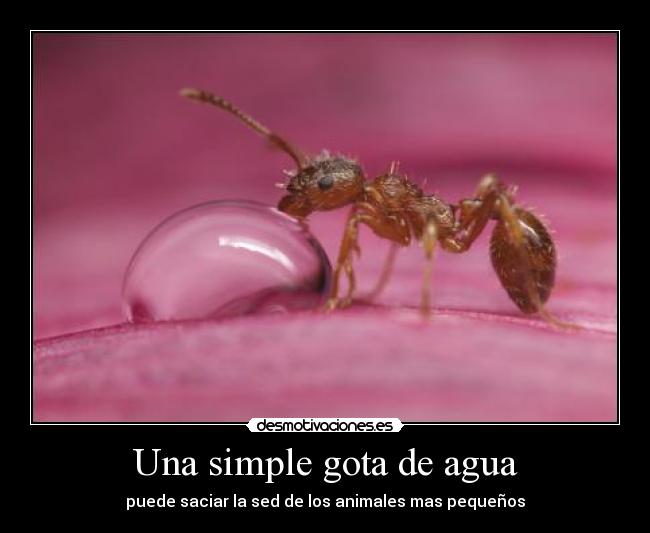 Una simple gota de agua - 