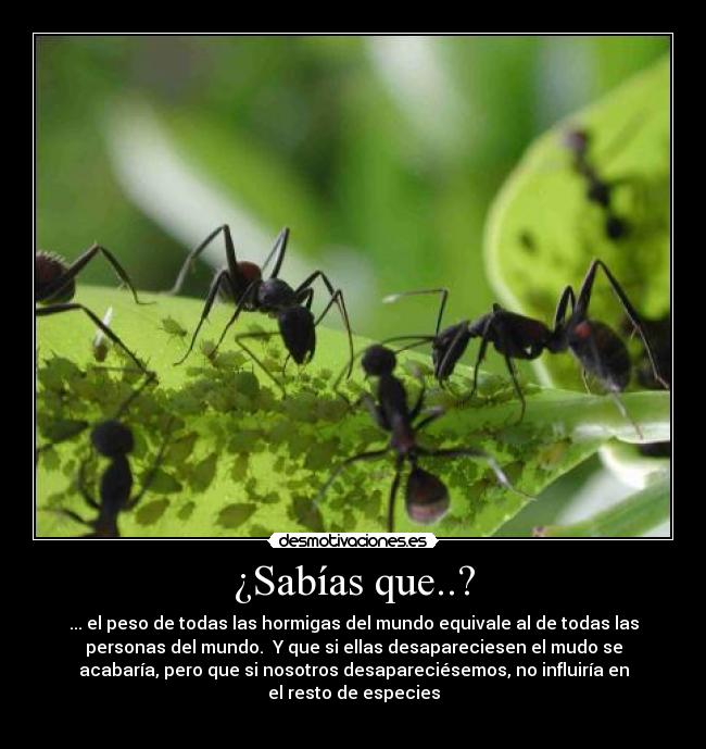 ¿Sabías que..? - ... el peso de todas las hormigas del mundo equivale al de todas las
personas del mundo. Y que si ellas desapareciesen el mudo se
acabaría, pero que si nosotros desapareciésemos, no influiría en
el resto de especies