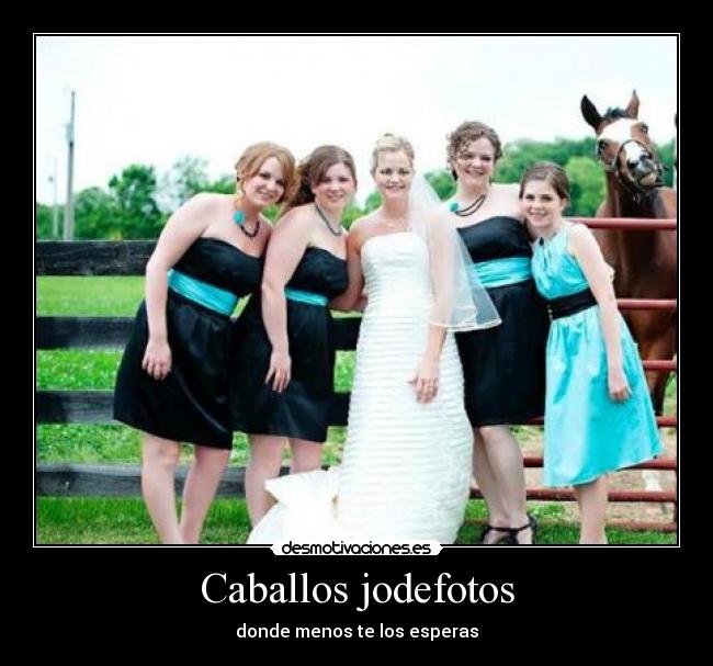 Caballos jodefotos - 