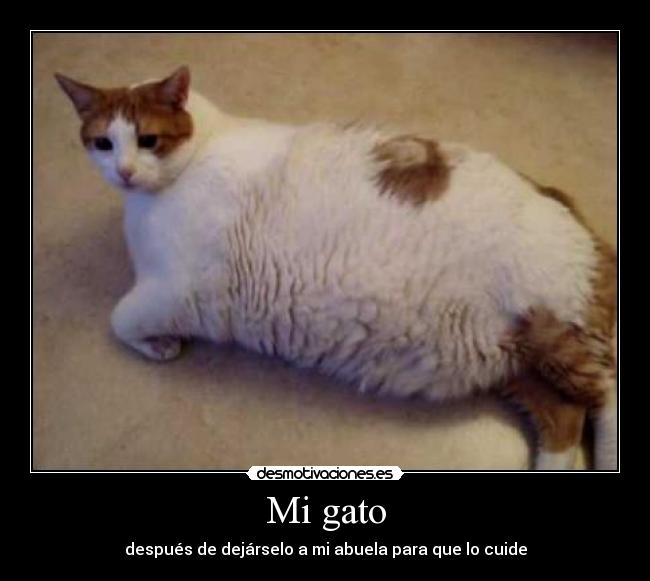 Mi gato - después de dejárselo a mi abuela para que lo cuide
