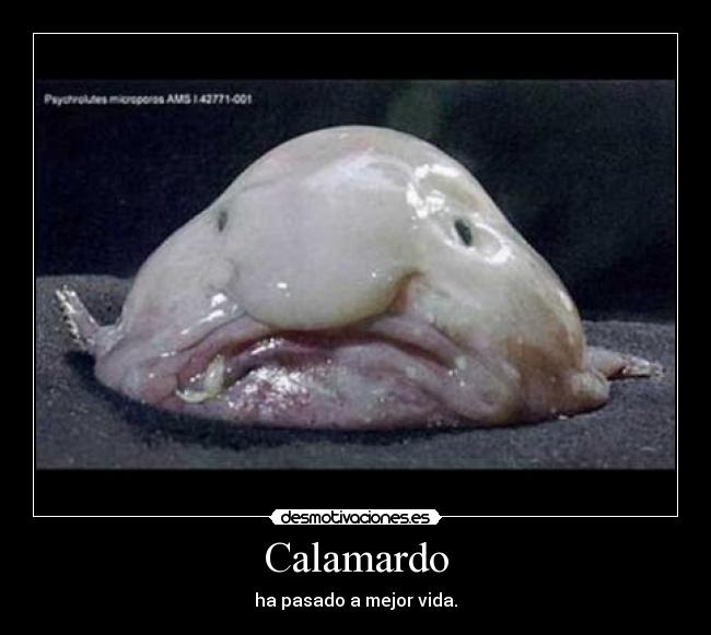 Calamardo -