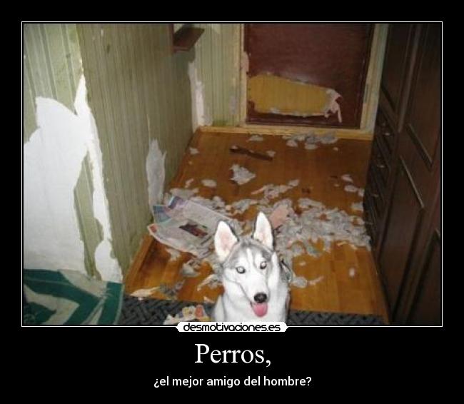Perros, -