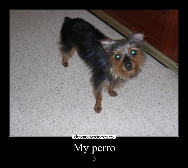 carteles perrosperropokerpoker face facecaramascota desmotivaciones