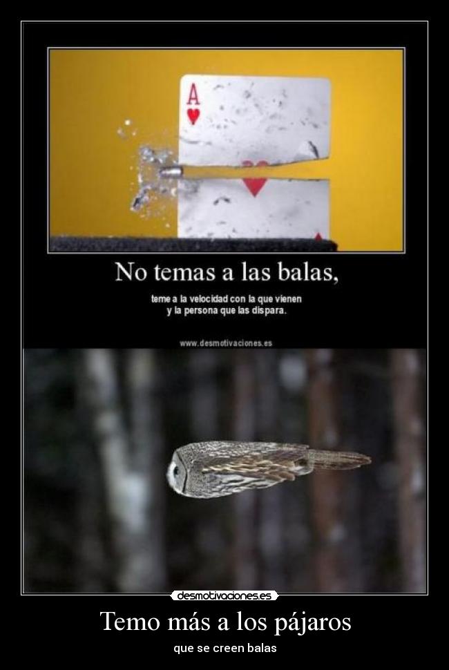 Temo más a los pájaros - que se creen balas