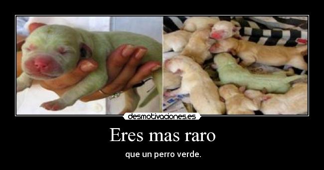 Eres mas raro - que un perro verde.