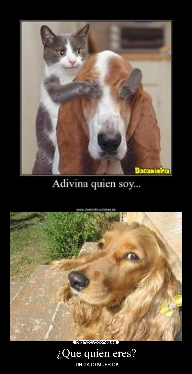 ¿Que quien eres? - ¡UN GATO MUERTO!