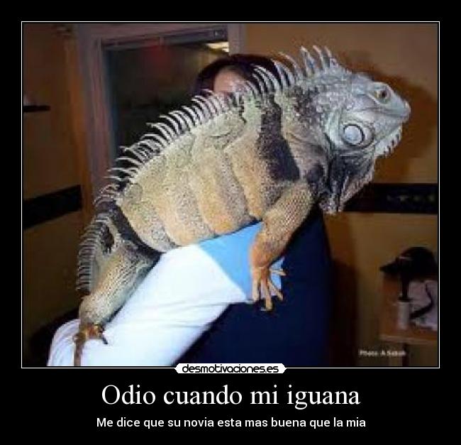 Odio cuando mi iguana - Me dice que su novia esta mas buena que la mia