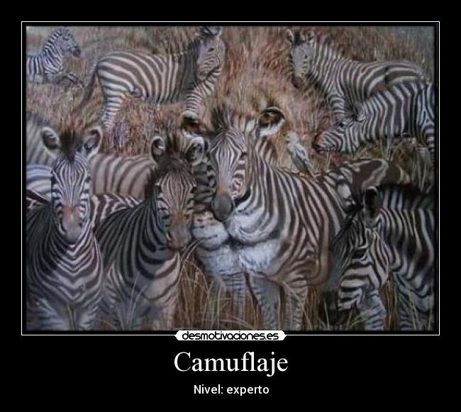 Camuflaje -