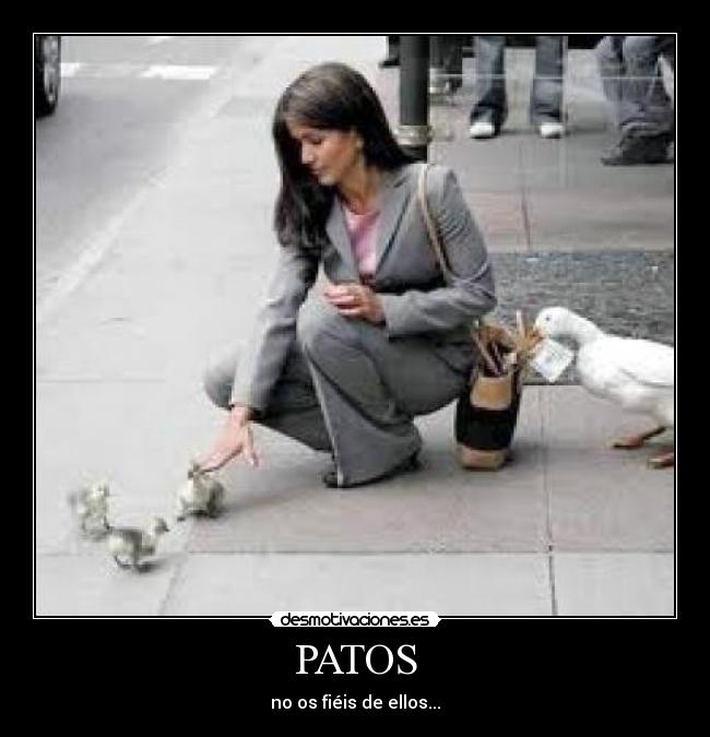 PATOS - no os fiéis de ellos...