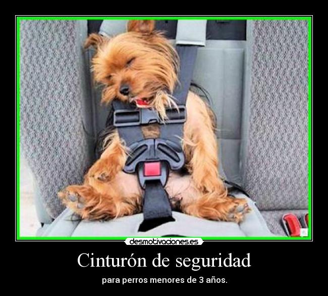 Cinturón de seguridad - para perros menores de 3 años.