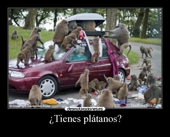 ¿Tienes plátanos? - 