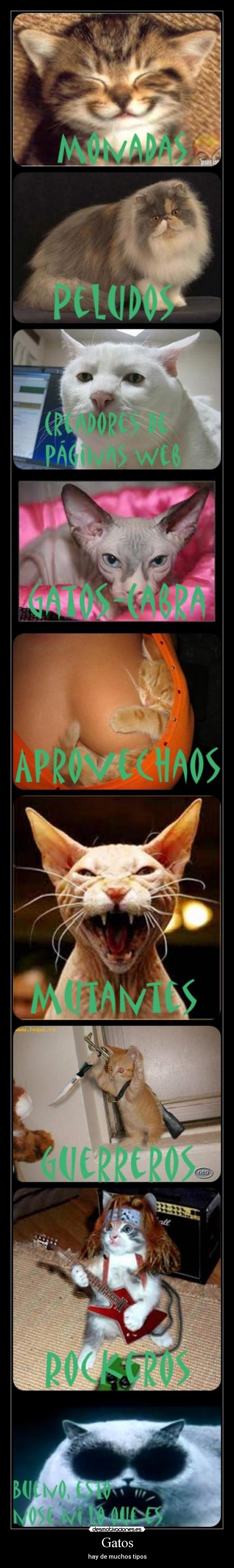 Gatos - hay de muchos tipos