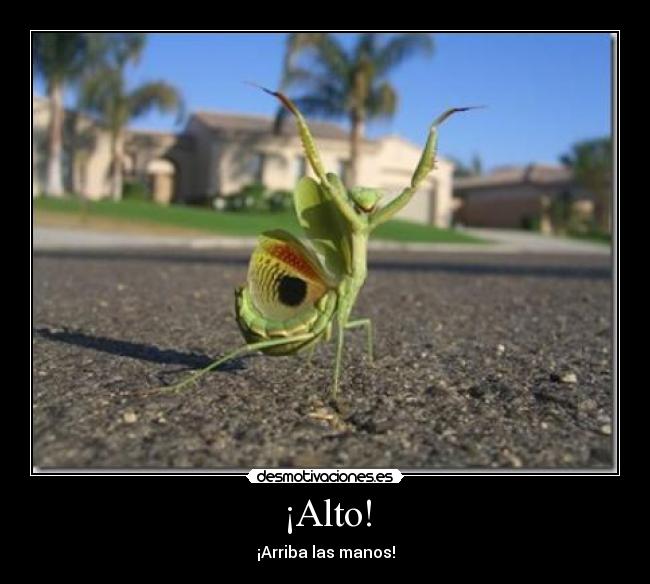 ¡Alto! -