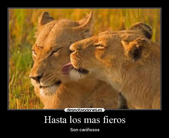 Hasta los mas fieros - Son cariñosos
