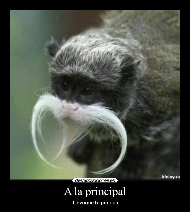 A la principal - 