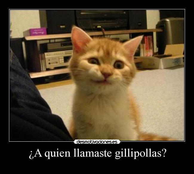 carteles gatos desmotivaciones