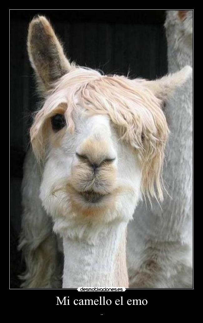 Mi camello el emo -