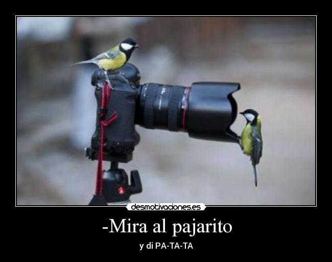 carteles pajaros haciendose fotos desmotivaciones