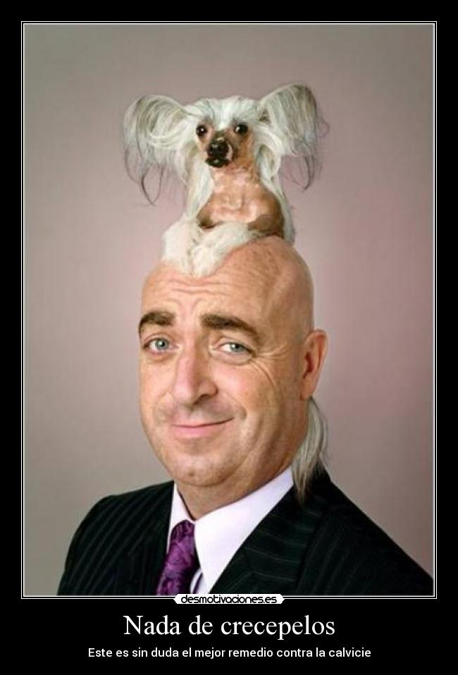 carteles calvo perro desmotivaciones