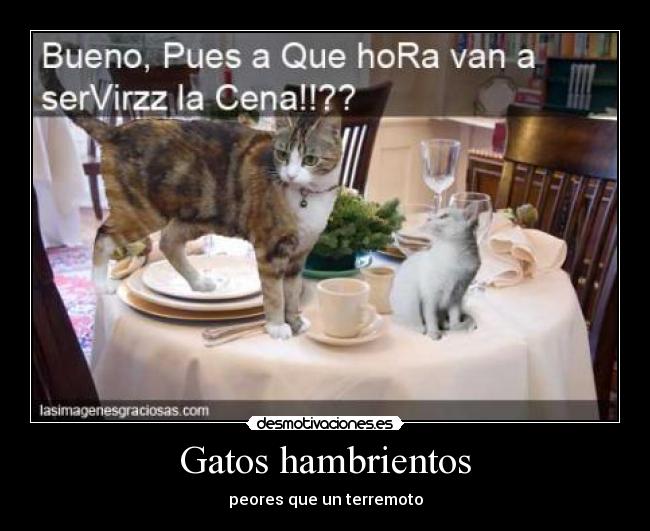 carteles gatos gatos hambrientos desmotivaciones