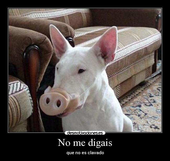 No me digais -