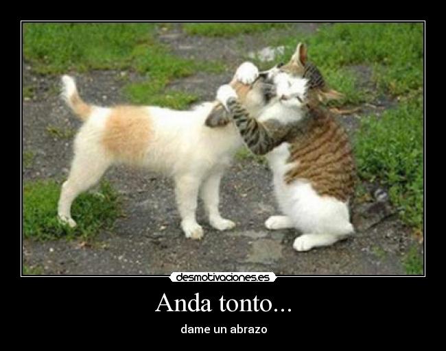 Anda tonto... -